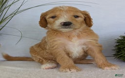 Goldendoodle dogs for sale: Sadie - Image 17