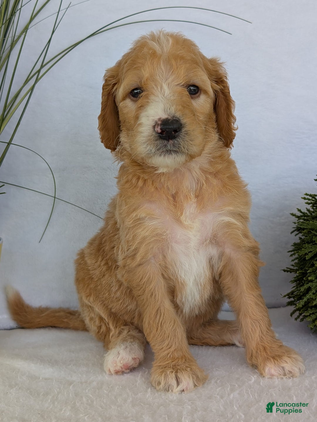 Goldendoodle dogs for sale: Sadie - Image 17