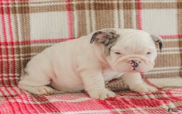 English Bulldog dogs for sale: Marley - Image 7