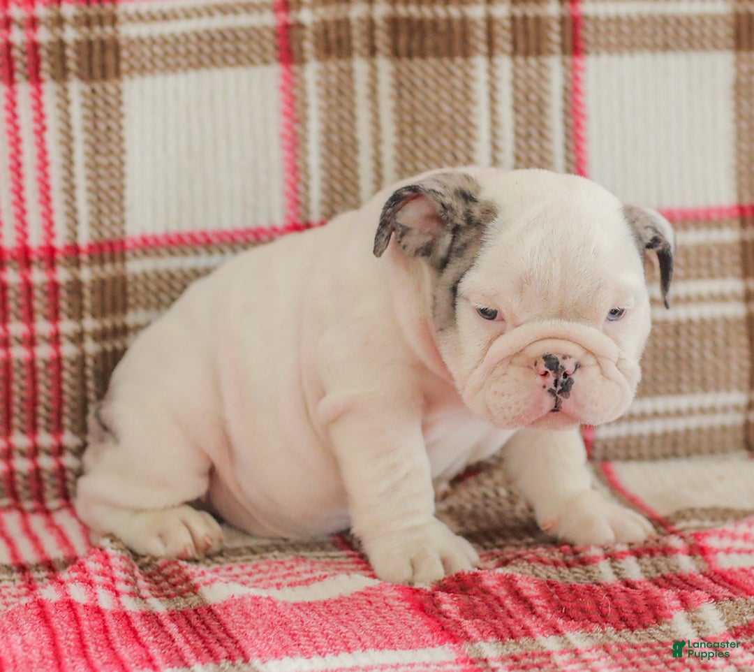 English Bulldog dogs for sale: Marley - Image 7