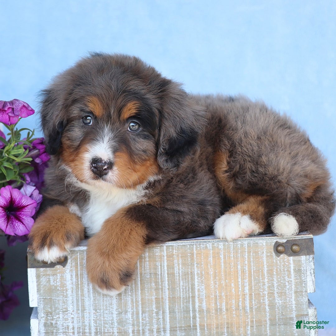 Mini Bernedoodle dogs for sale: Rocko - Image 3