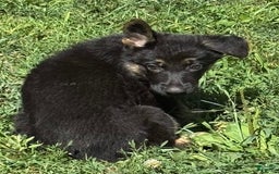 German Shepherd dogs for sale: Lola - Image 5