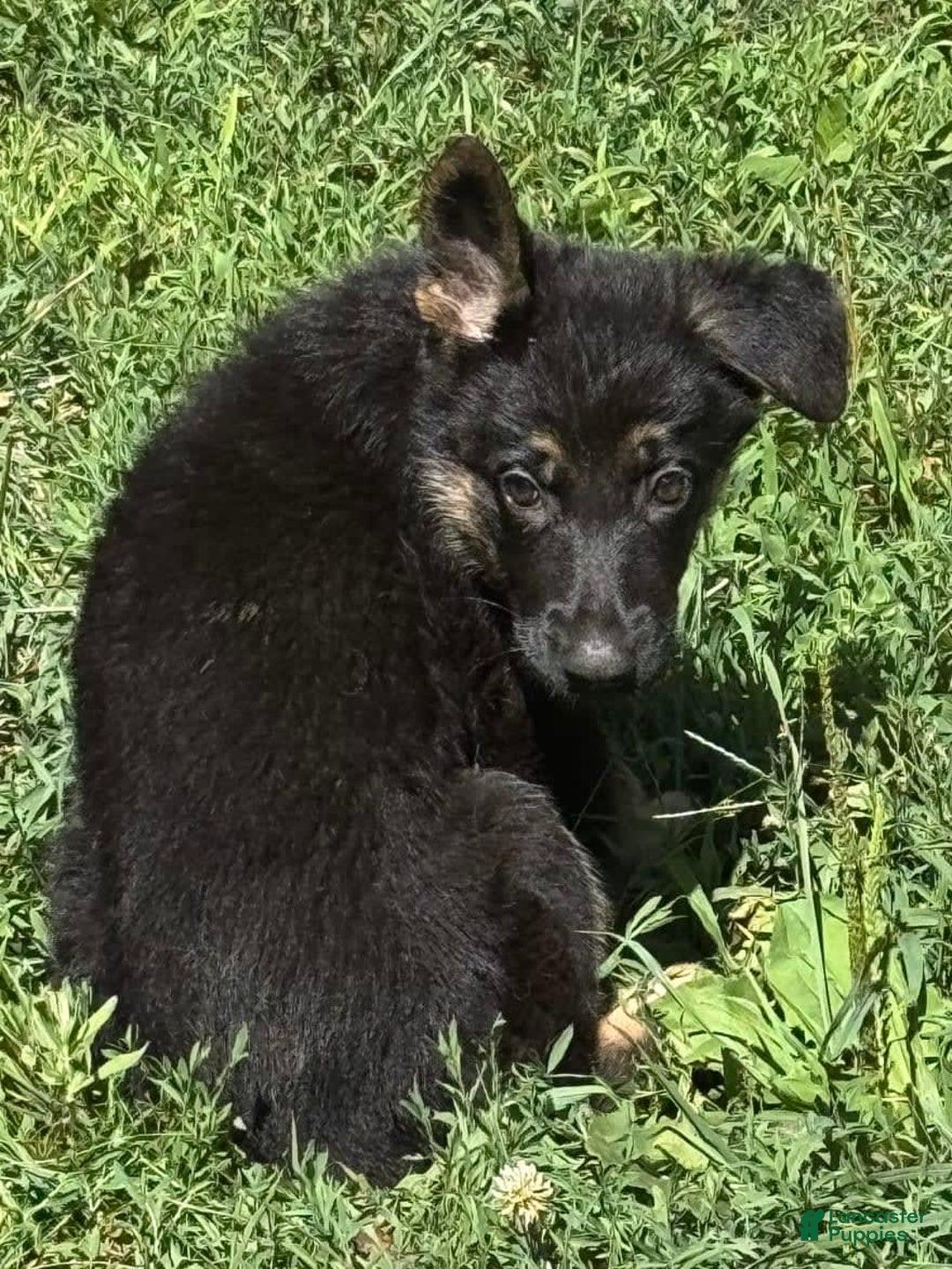 German Shepherd dogs for sale: Lola - Image 5