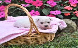Bichon Frise dogs for sale: Macy - Image 3