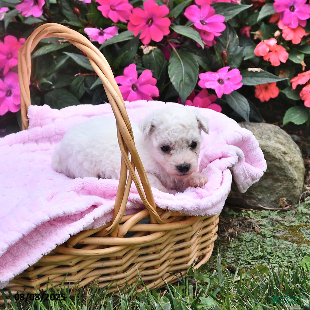 Bichon Frise dogs for sale: Macy - Image 3