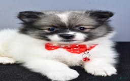 Pomeranian dogs for sale: Sanford - Image 5