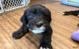 Old English Sheepdog dogs for sale: Dark Blue Boy - Image 3