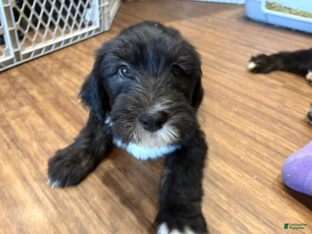 Old English Sheepdog dogs for sale: Dark Blue Boy - Image 3