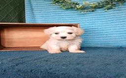 Havanese dogs for sale: Austin - Image 2