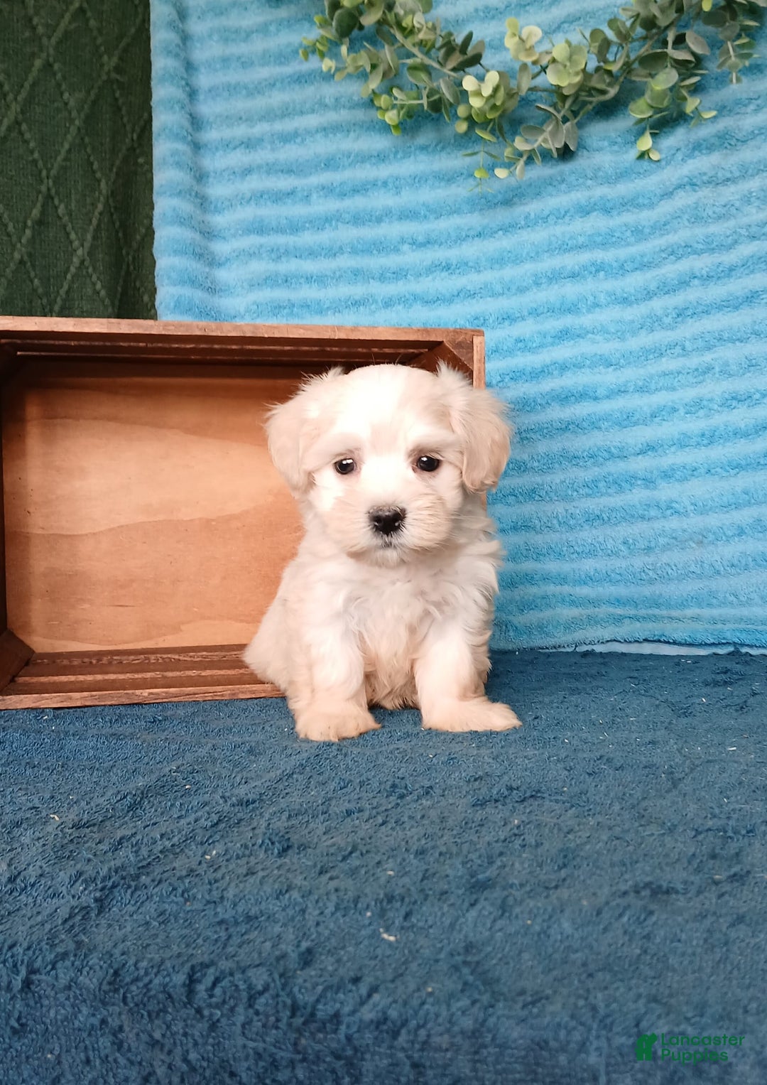Havanese dogs for sale: Austin - Image 2