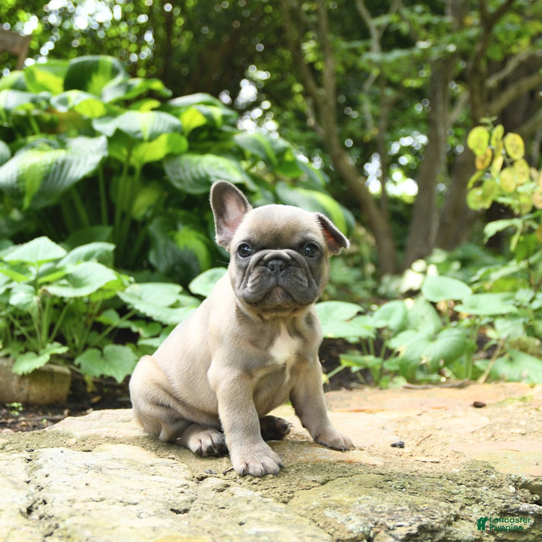 French Bulldog dogs for sale: Meadow - Image 2