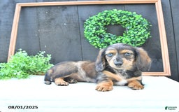 Dachshund dogs for sale: Kiki - Image 5