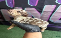 American Bully dogs for sale: Chocolate Tri Merle - Image 1