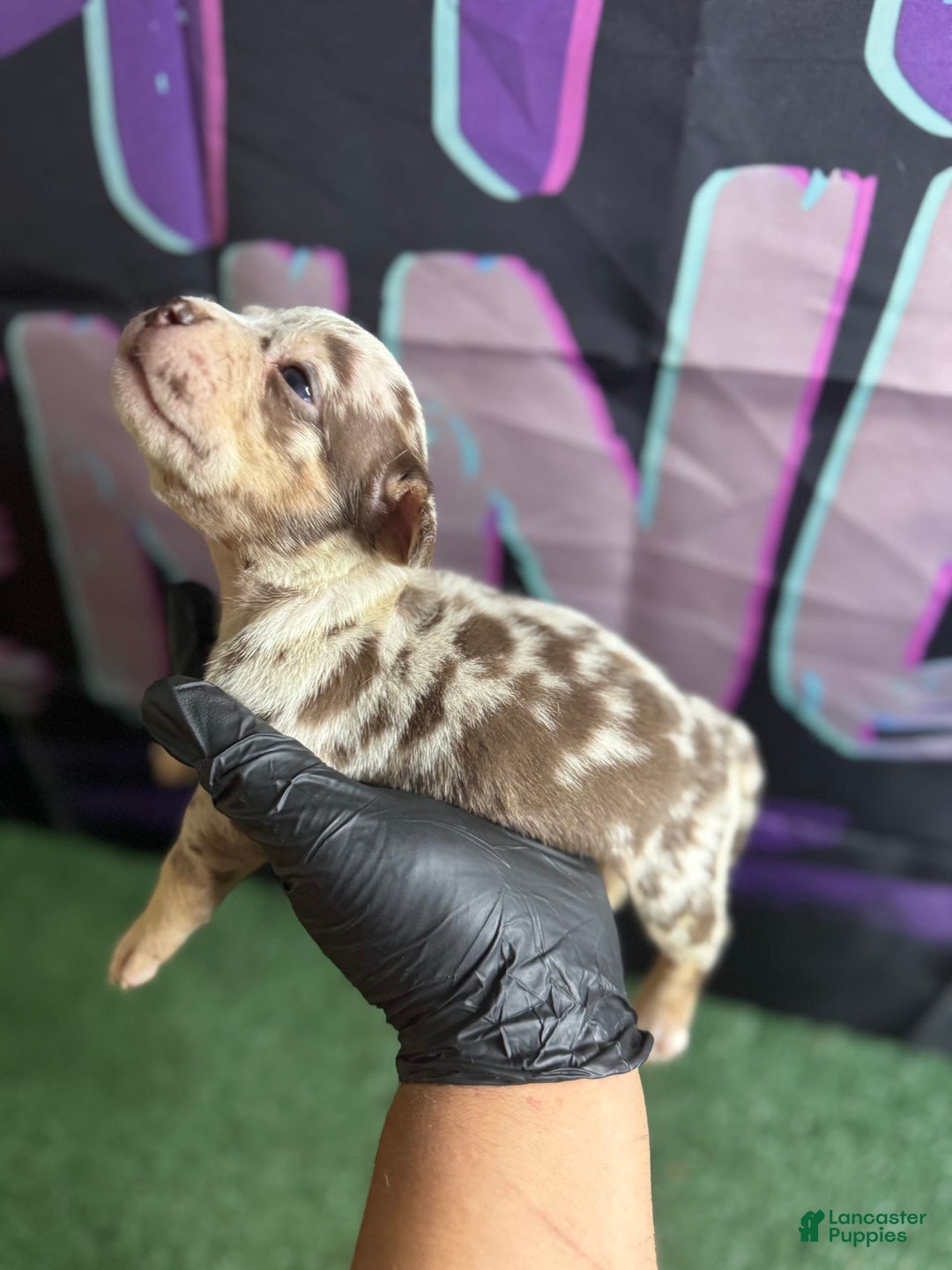 American Bully dogs for sale: Chocolate Tri Merle - Image 1