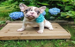 French Bulldog dogs for sale: Athena Akc - Image 36