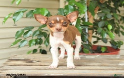 Rat Terrier dogs for sale: Rhonda - Image 4