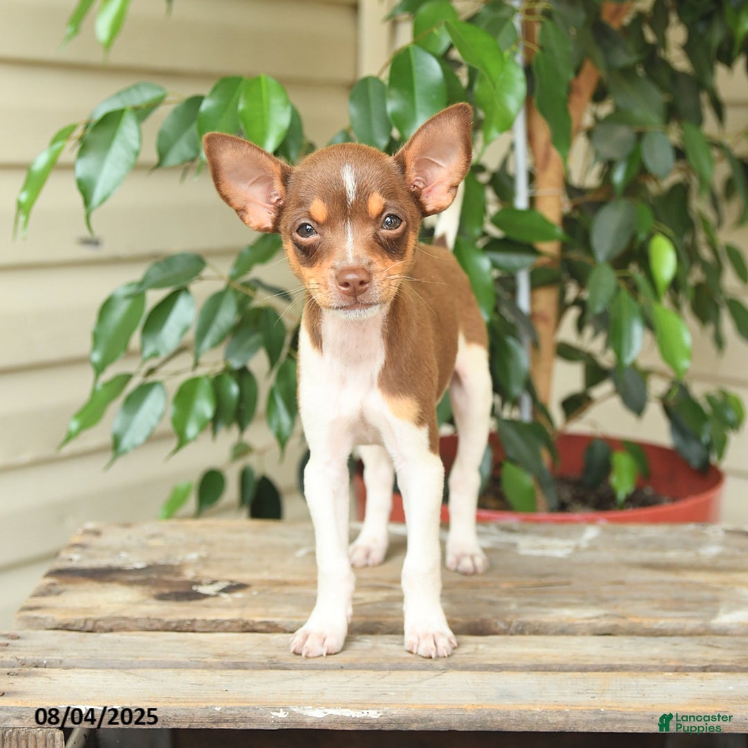 Rat Terrier dogs for sale: Rhonda - Image 4