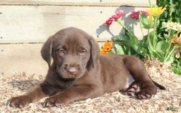 Labrador Retriever dogs for sale: Alex - Image 4