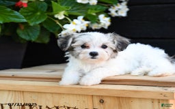 Maltese dogs for sale: Journey - Image 2
