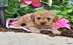 Cavapoo dogs for sale: Caramel - Image 14