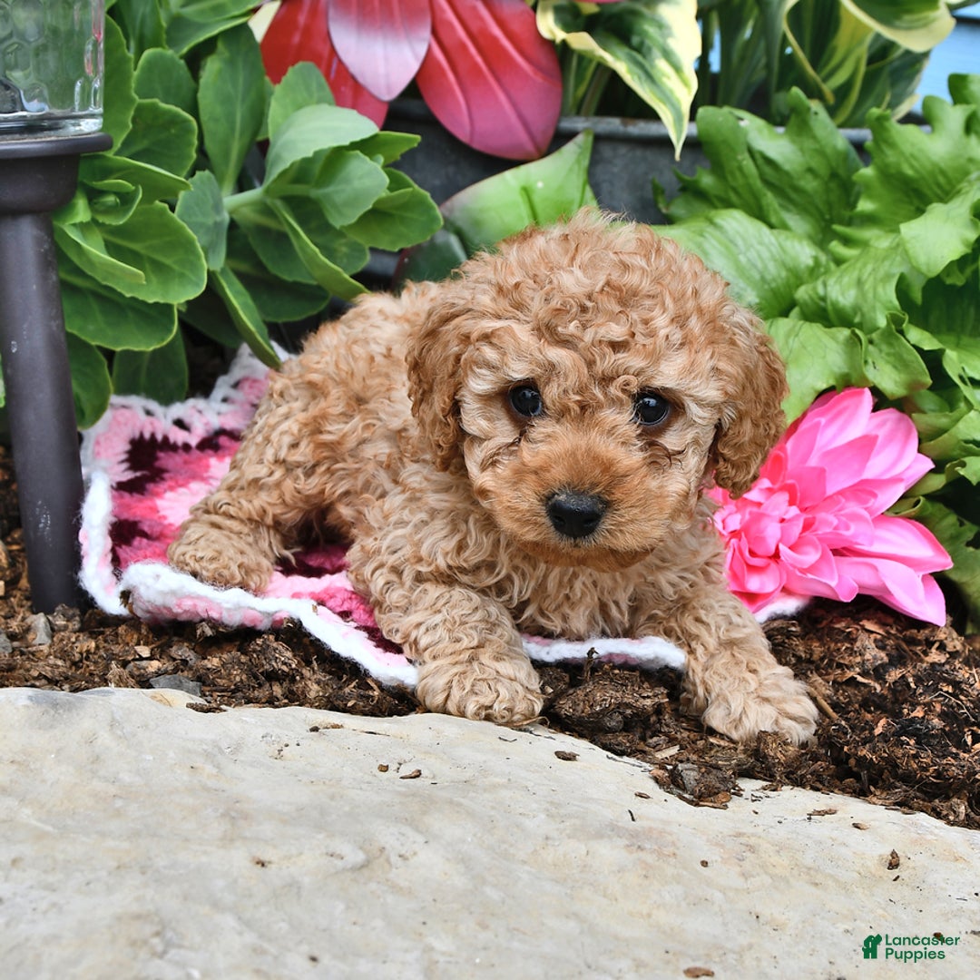 Cavapoo dogs for sale: Caramel - Image 14