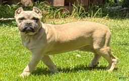 Cane Corso dogs for sale: Georgia - Image 3
