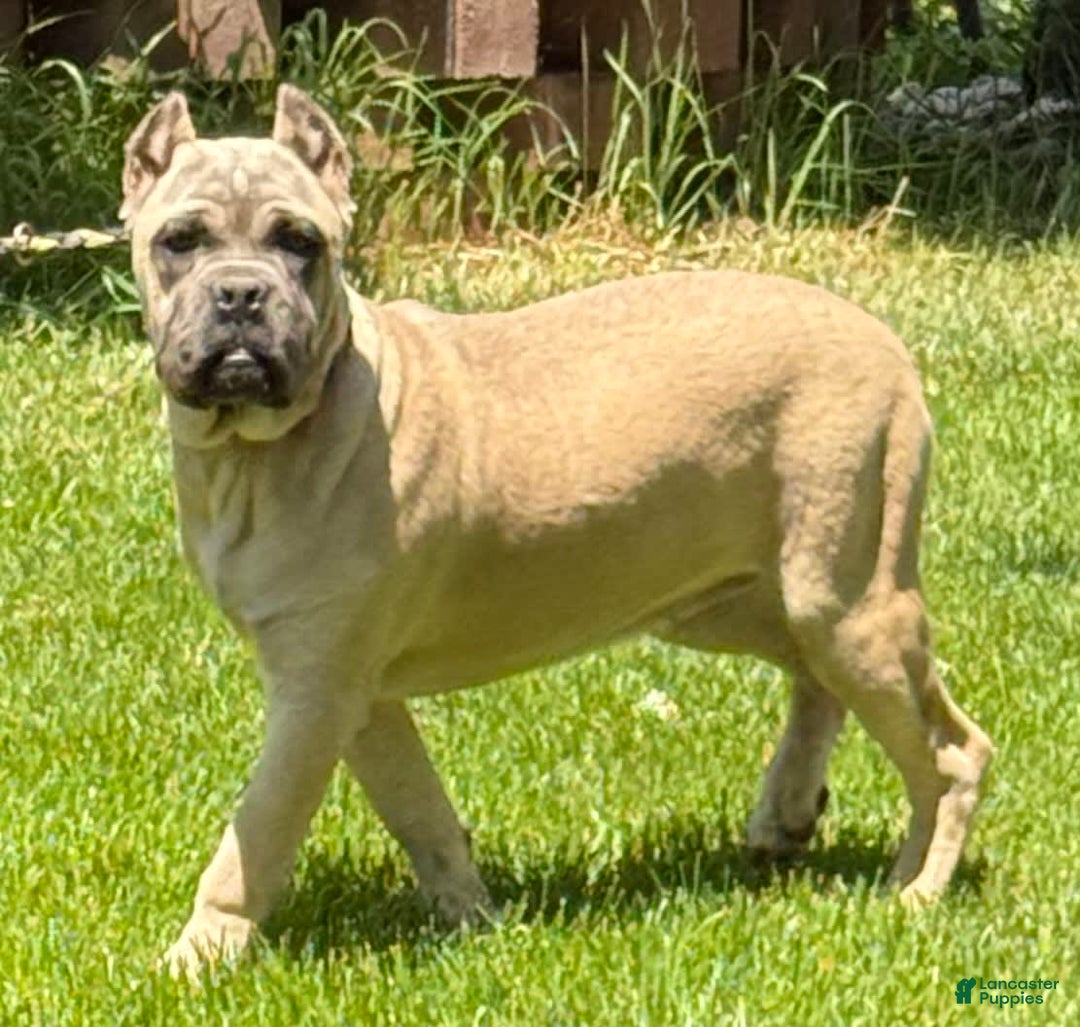 Cane Corso dogs for sale: Georgia - Image 3