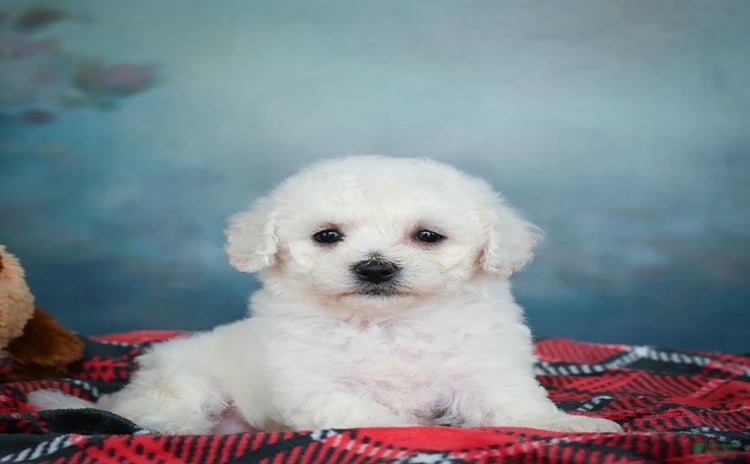 Bichon Frise dogs - Advert 13