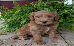 Goldendoodle dogs for sale: Cash - Image 37