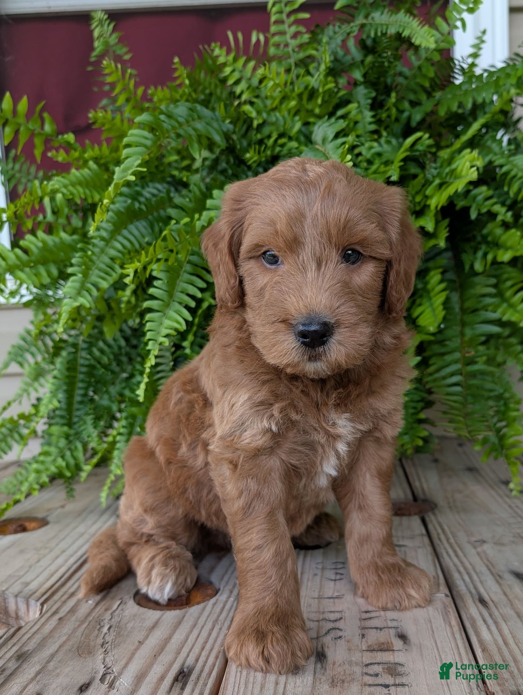 Goldendoodle dogs for sale: Cash - Image 37