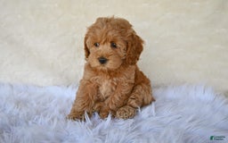 Cockapoo dogs for sale: Cockapoo 5 puppies - Image 21