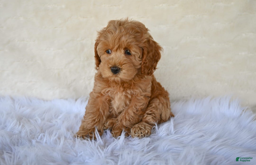 Cockapoo dogs for sale: Cockapoo 5 puppies - Image 21