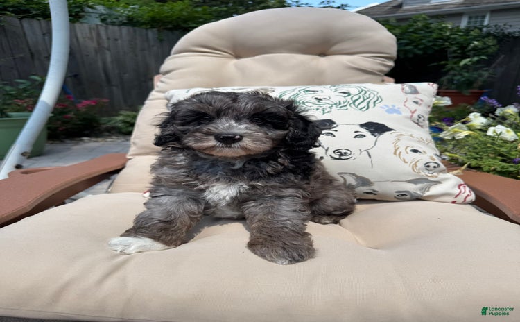Mini Goldendoodle dogs for sale - Ad 3