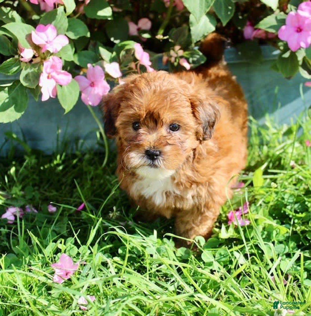 Shihpoo dogs for sale: Lulu - Image 6