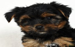 Yorkshire Terrier dogs for sale: Daisy - Image 1