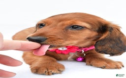Miniature Dachshund dogs for sale: Ivory - Image 5