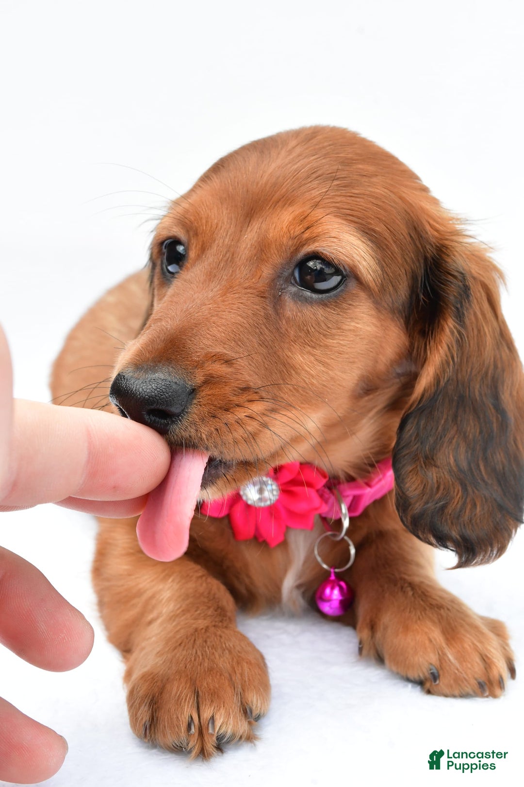 Miniature Dachshund dogs for sale: Ivory - Image 5