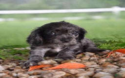 Cocker Spaniel dogs for sale: Dora - Image 2
