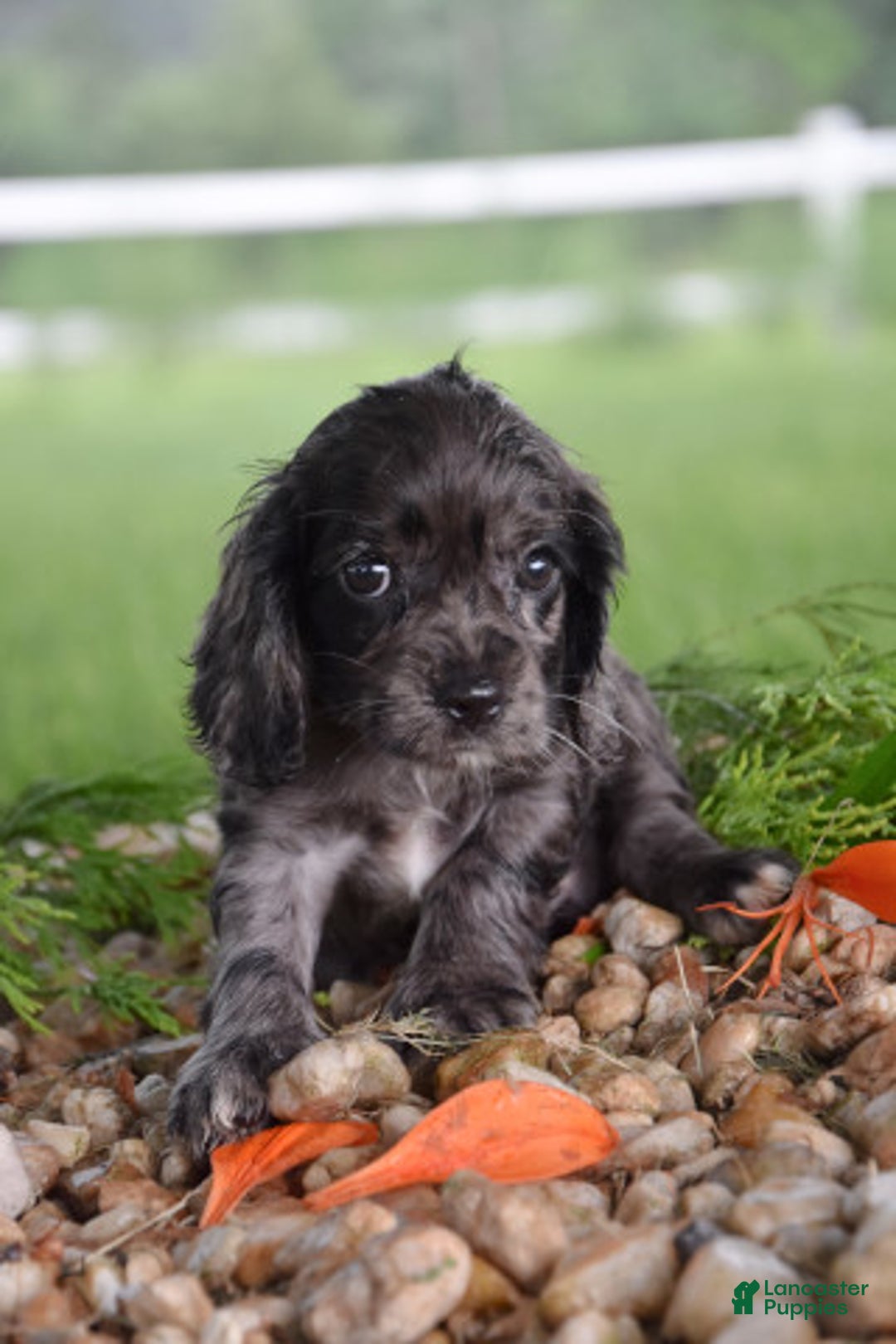 Cocker Spaniel dogs for sale: Dora - Image 2