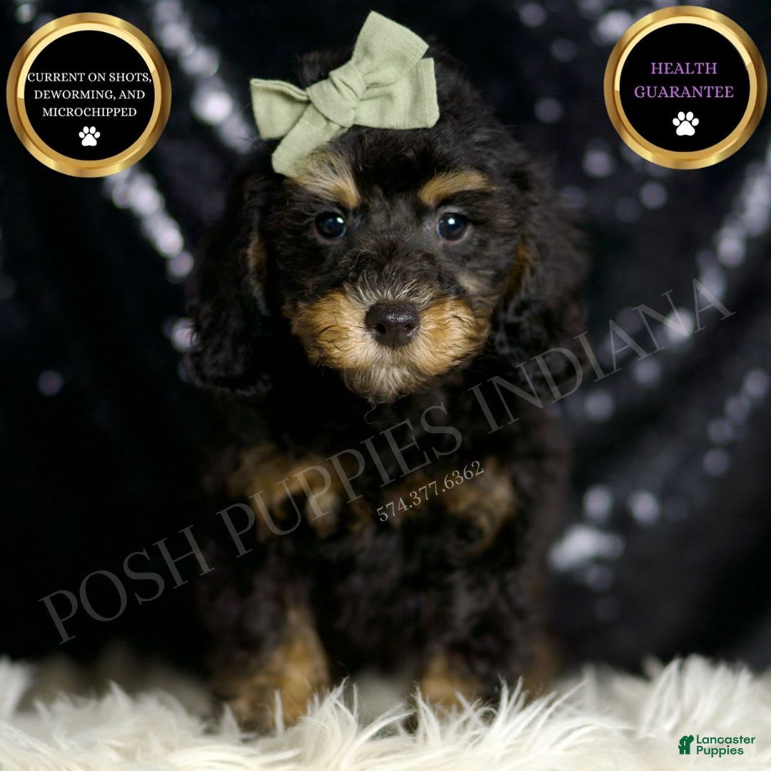 Miniature Poodle dogs for sale: Ozzy - Image 1