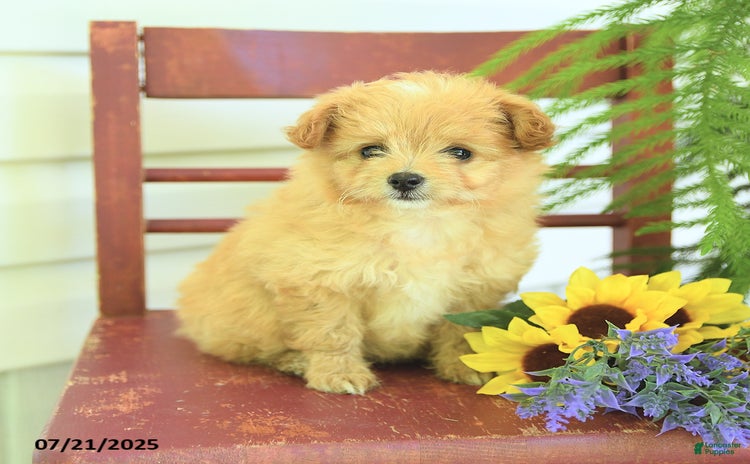 Pomapoo dogs for sale - Ad 1
