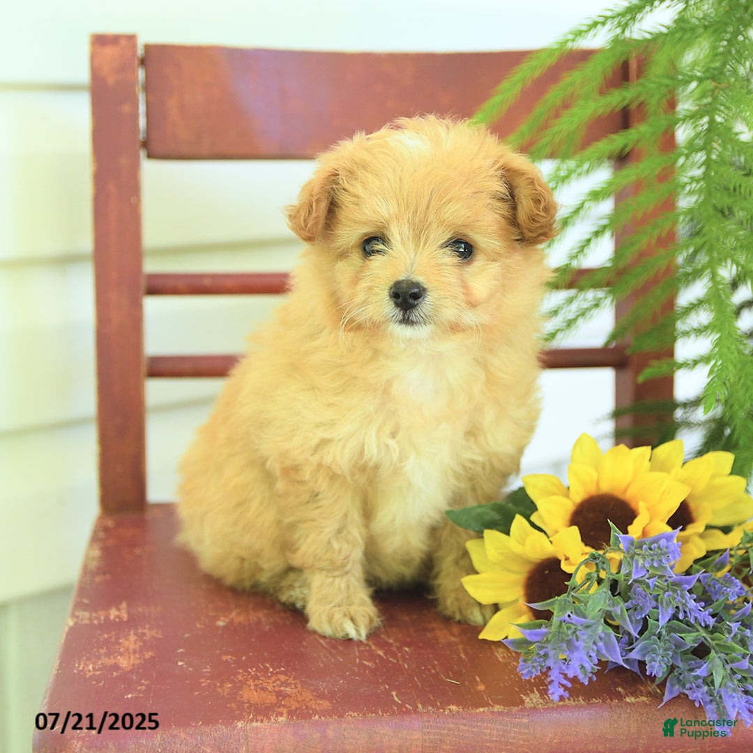 Pomapoo dogs for sale: Sweetie - Image 1