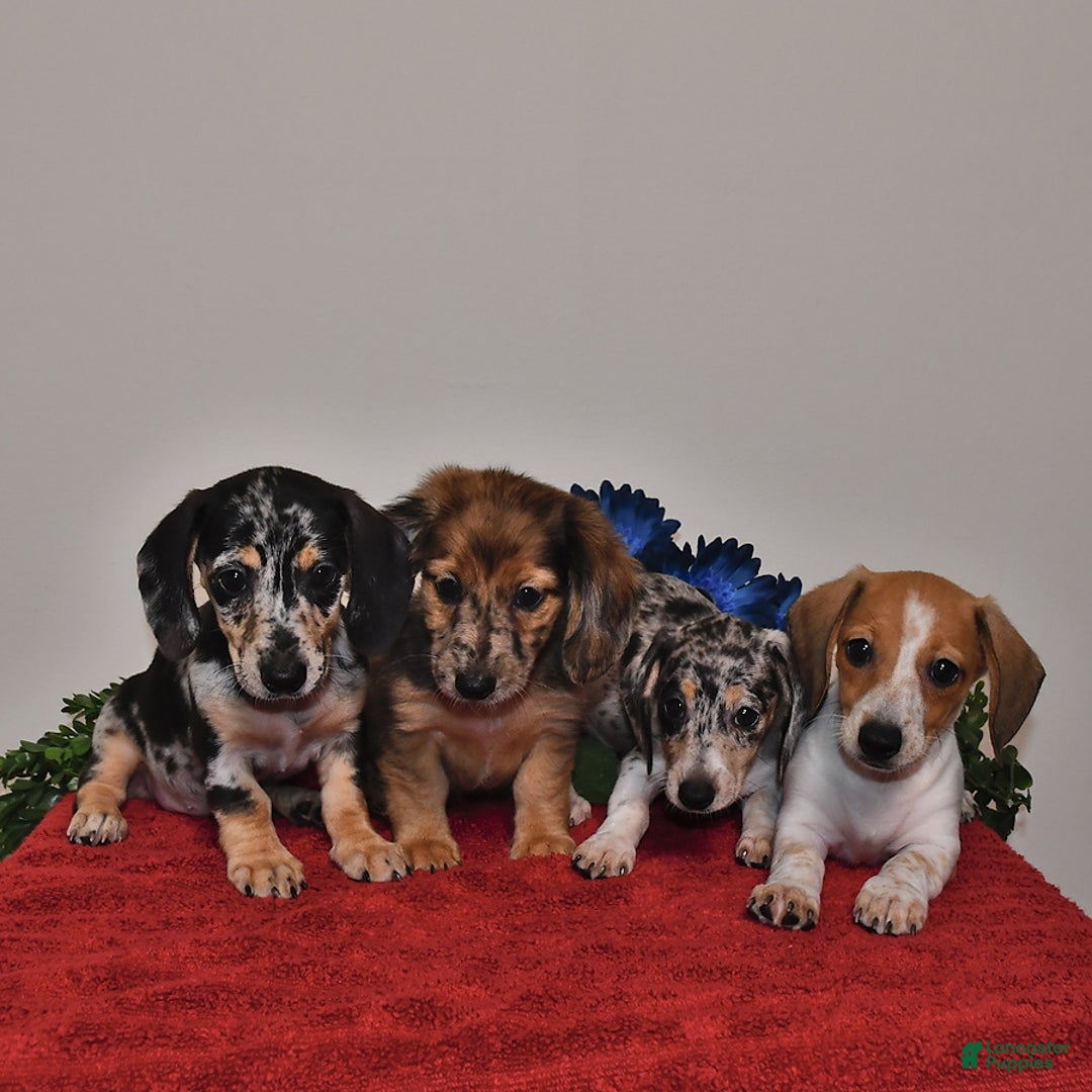 Miniature Dachshund dogs for sale: April - Image 3