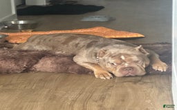 American Bully dogs for sale: Pete - Image 2