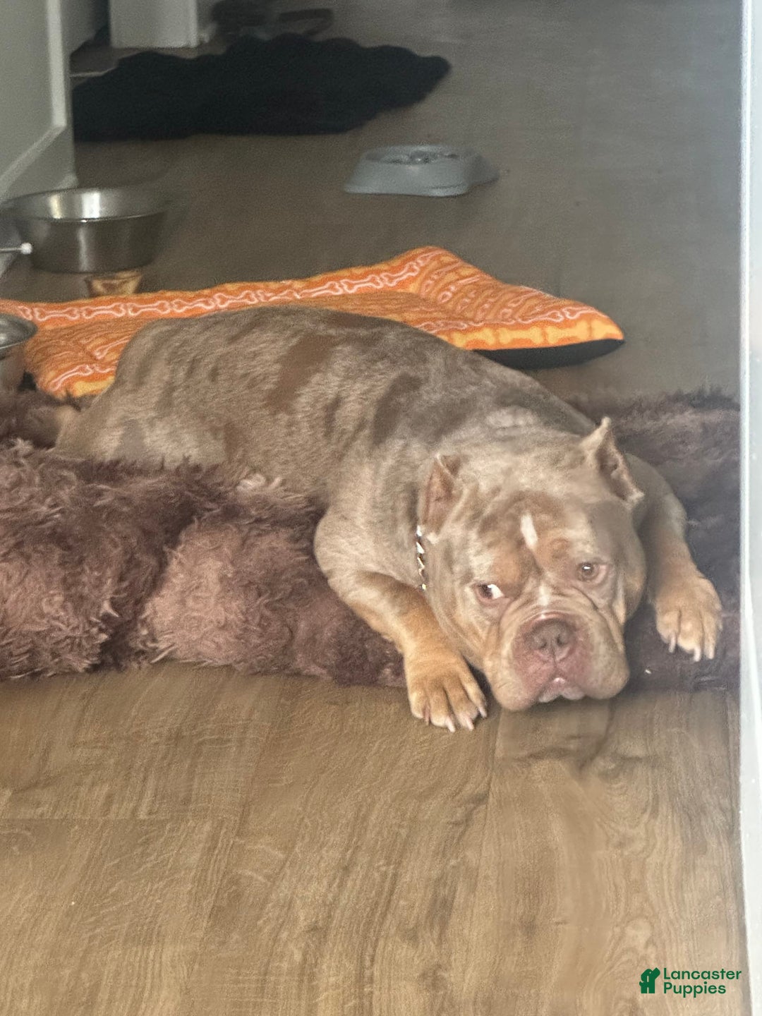 American Bully dogs for sale: Pete - Image 2
