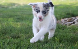 Border Collie dogs for sale: Lance - Image 2