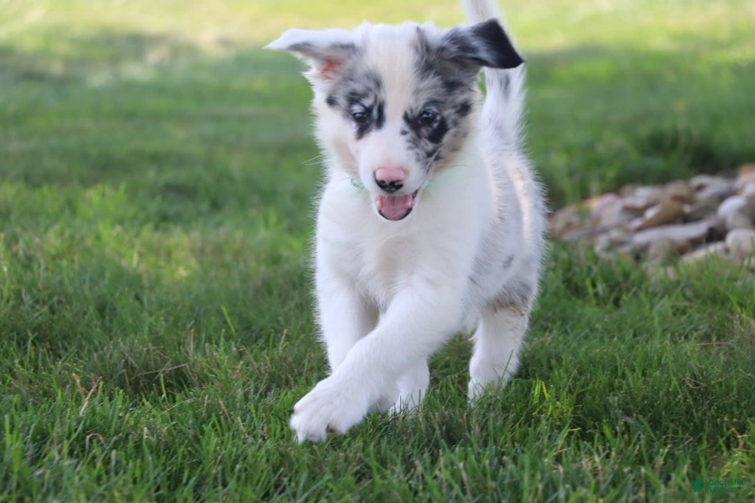 Border Collie dogs for sale: Lance - Image 2