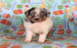  dogs for sale: Oreo - Image 3
