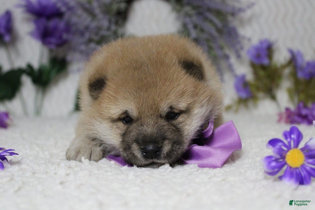 Shiba Inu dogs for sale: Larry - Image 63