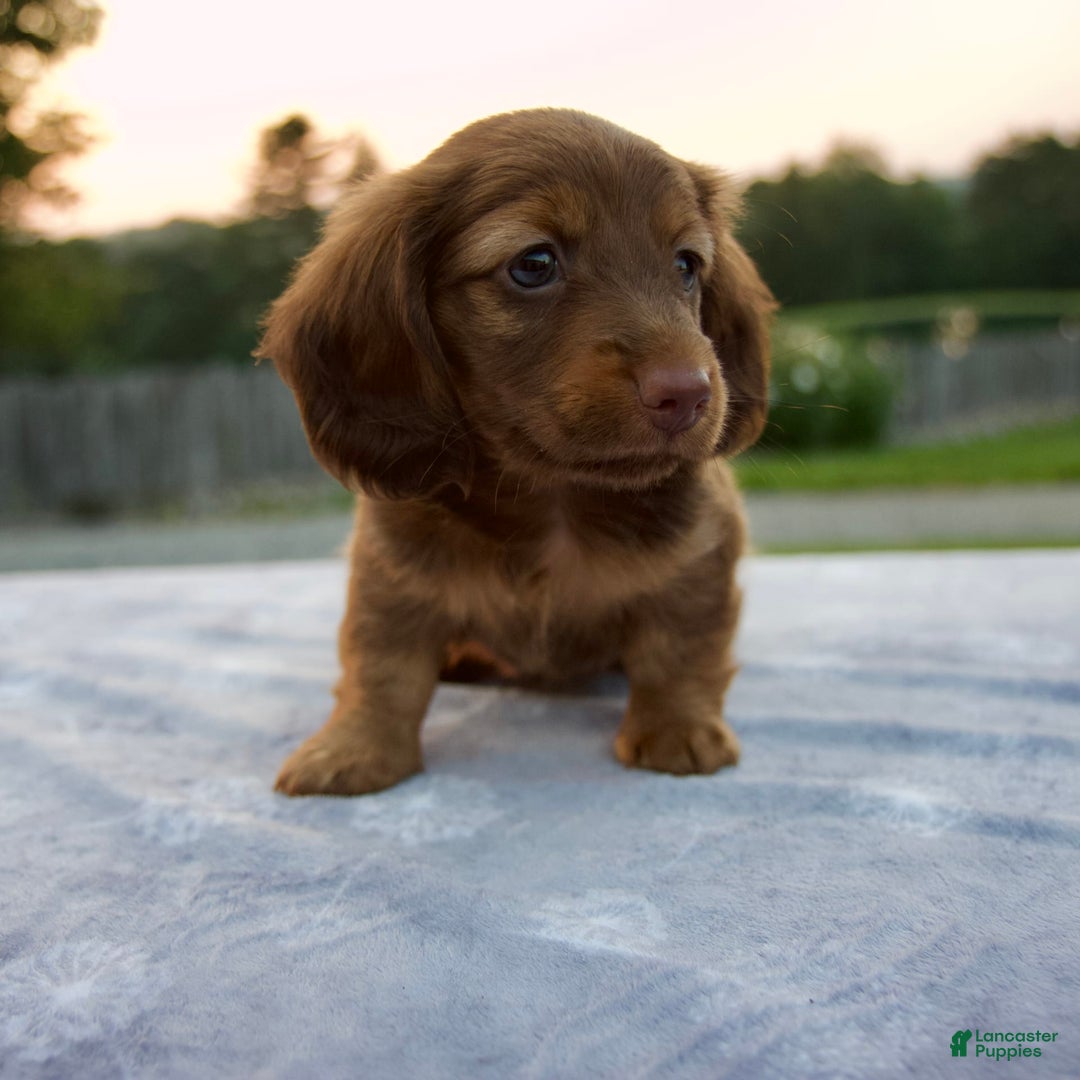 Miniature Dachshund dogs for sale: Otis - Image 2